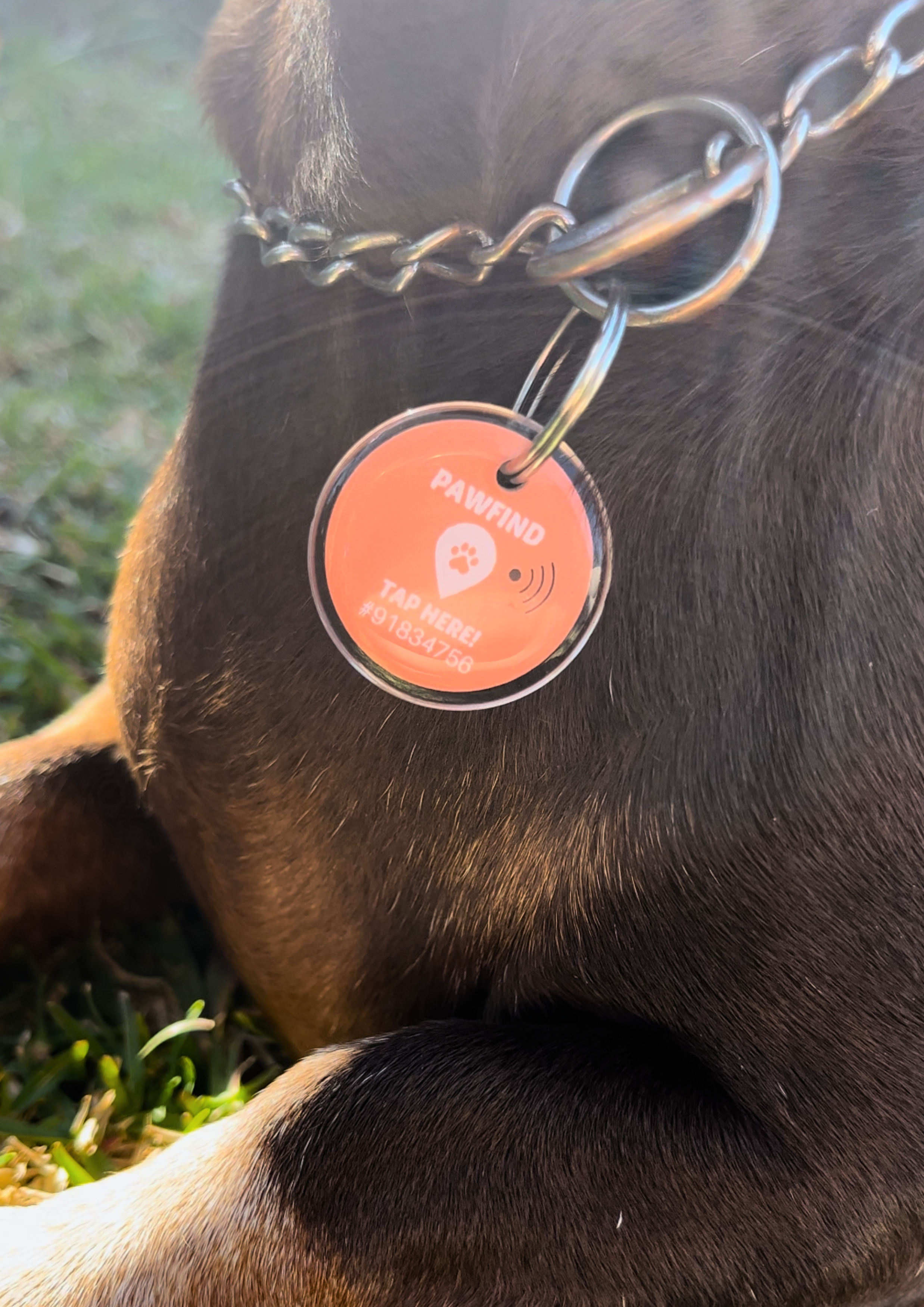 Pawfind Pet Tag by Loop